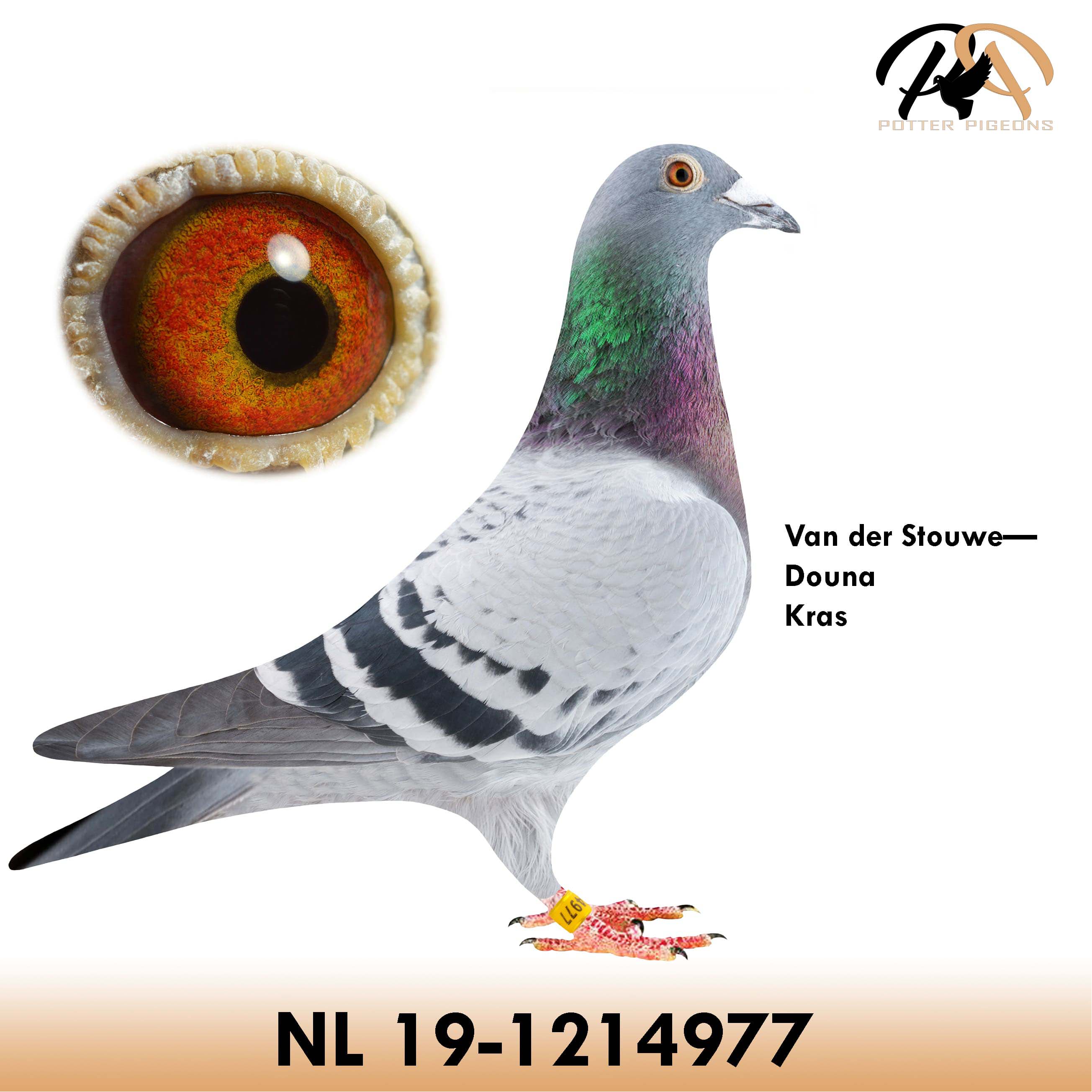 pigeon