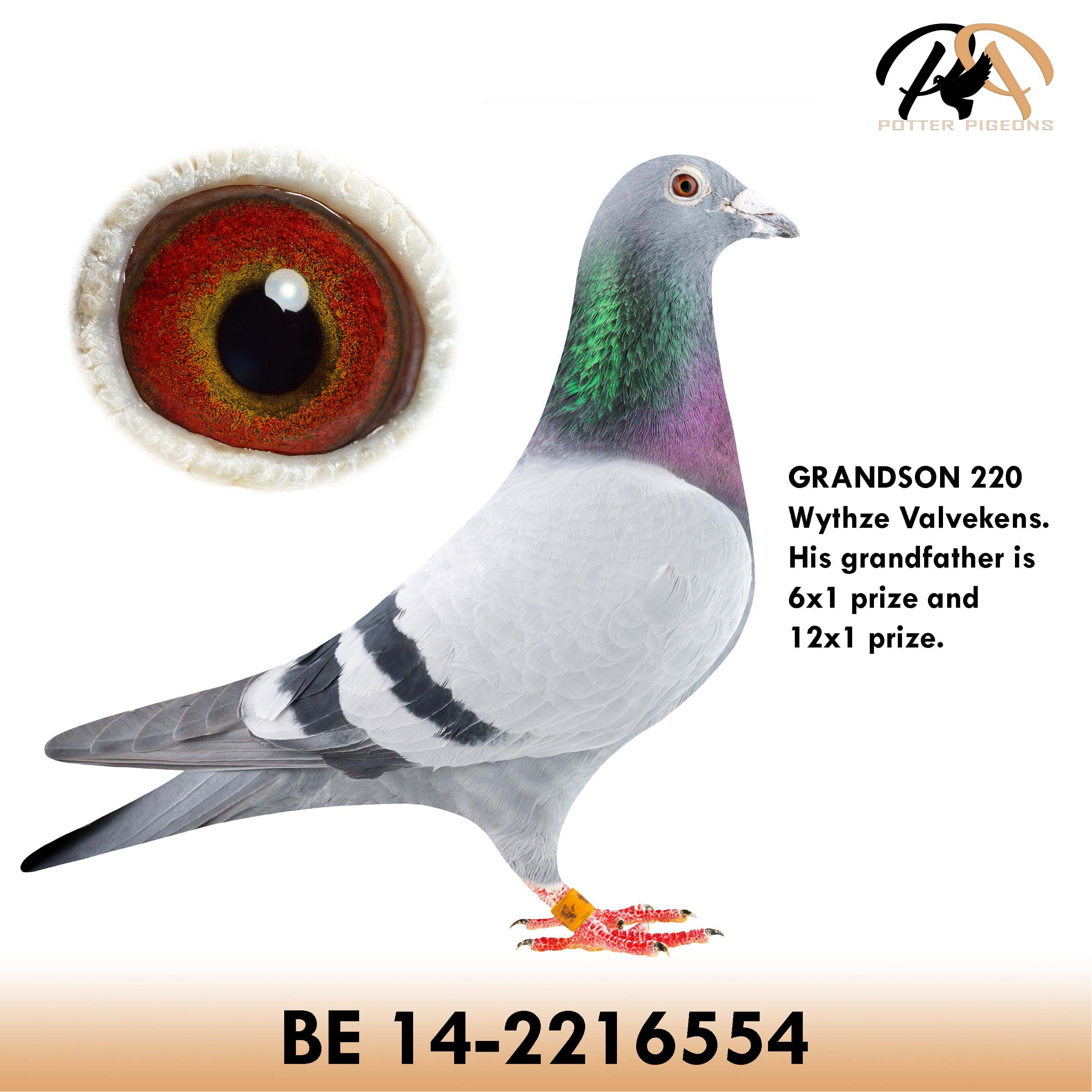 pigeon